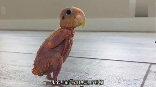 网红鸟小呆,网络红鸟的奇幻之旅